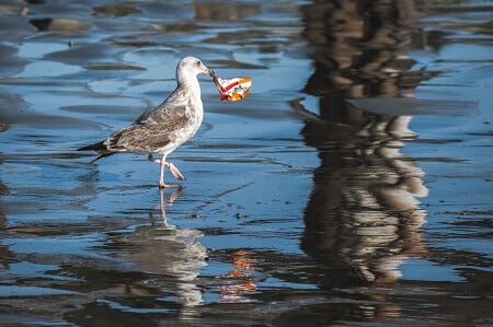 Bird with Plastic Garbage