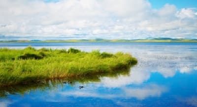 Picture of Wild Grass on River