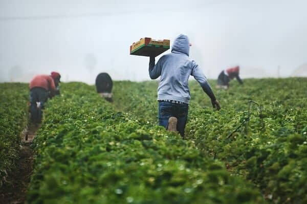 Adaption strategies for farmers - Harvesting Vegetables