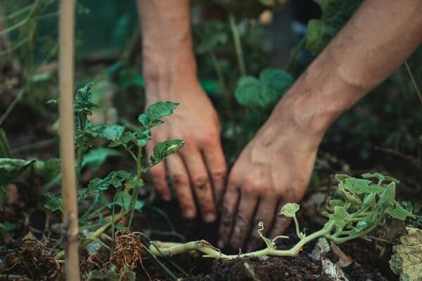 planting in a no-till garden