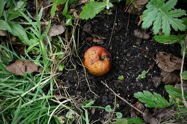 Natural Composting of an apple on the ground