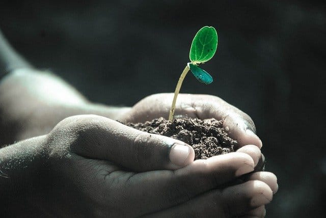 Soil and seedling plant in hands