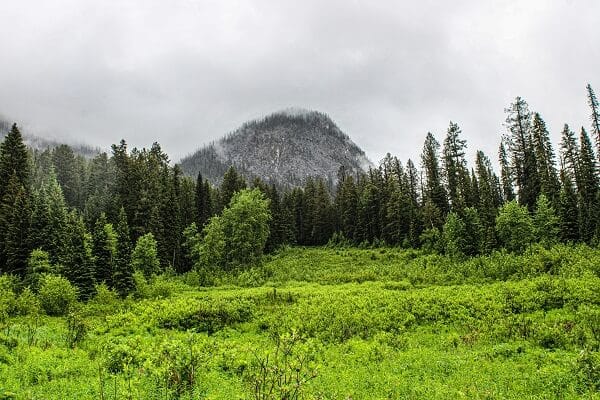 Forestry