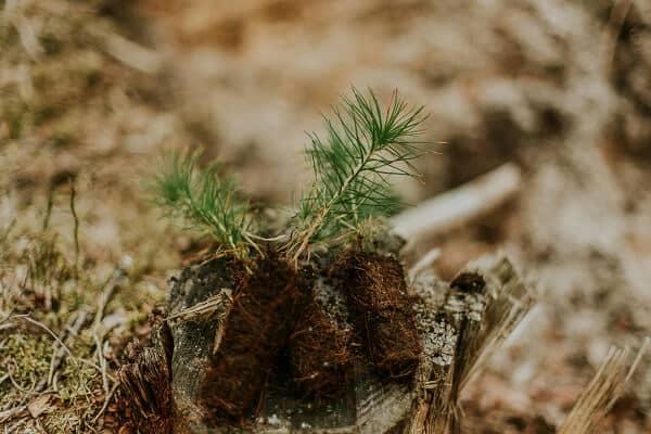 Tree Sapling