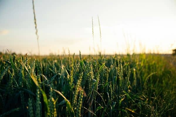 Wheat